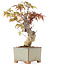 Acer palmatum, 14,5 cm, ± 8 ans