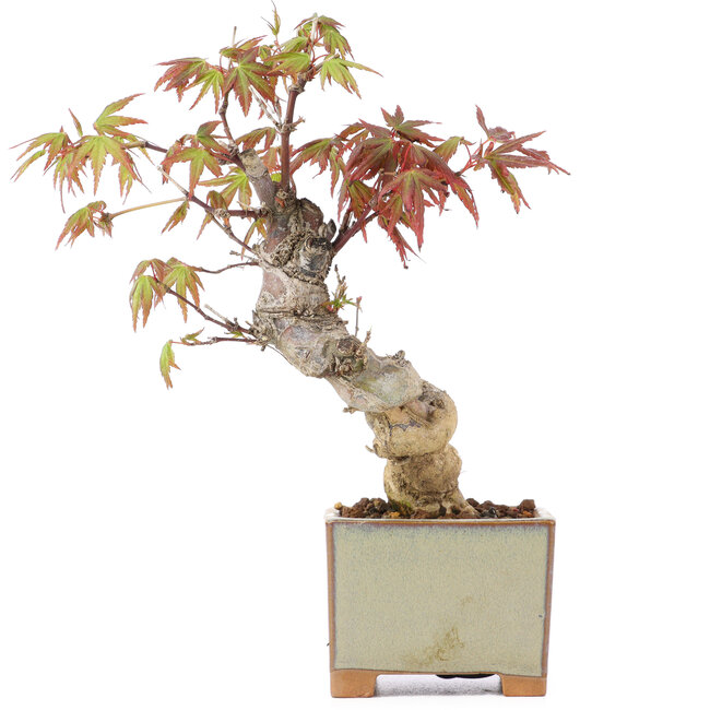 Acer palmatum, 14,5 cm, ± 8 ans