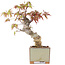 Acer palmatum, 14,5 cm, ± 8 ans
