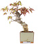 Acer palmatum, 14,5 cm, ± 8 jaar oud