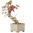 Acer palmatum, 14,5 cm, ± 8 ans