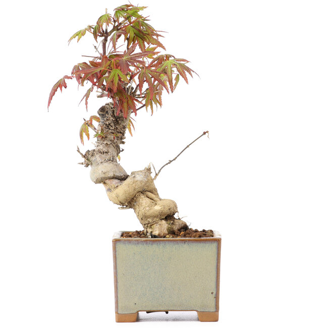Acer palmatum, 14,5 cm, ± 8 ans