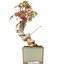 Acer palmatum, 14,5 cm, ± 8 Jahre alt