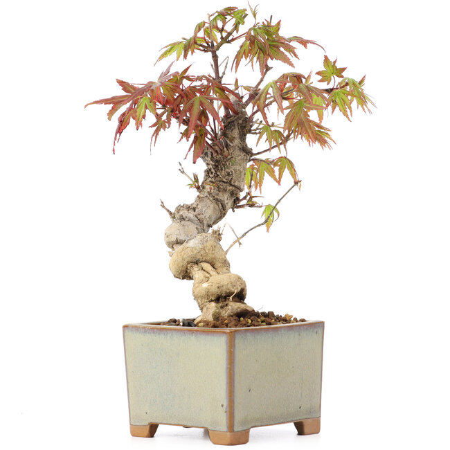 Acer palmatum, 14,5 cm, ± 8 anni