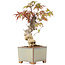 Acer palmatum, 14,5 cm, ± 8 ans