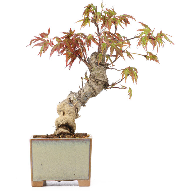 Acer palmatum, 14,5 cm, ± 8 ans