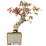 Acer palmatum, 14,5 cm, ± 8 Jahre alt