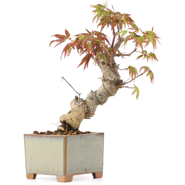 Acer palmatum, 14,5 cm, ± 8 jaar oud