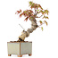 Acer palmatum, 14,5 cm, ± 8 ans
