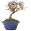 Viburnum, 10 cm, ± 8 years old