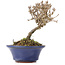 Viburnum, 10 cm, ± 8 years old