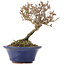 Viburnum, 10 cm, ± 8 years old