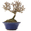 Viburnum, 10 cm, ± 8 Jahre alt