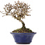 Viburnum, 10 cm, ± 8 years old