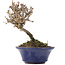 Viburnum, 10 cm, ± 8 Jahre alt