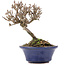 Viburnum, 10 cm, ± 8 years old