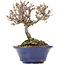 Viburnum, 10 cm, ± 8 Jahre alt