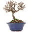 Viburnum, 10 cm, ± 8 years old