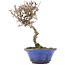 Viburnum, 14 cm, ± 8 Jahre alt