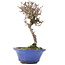 Viburnum, 14 cm, ± 8 Jahre alt