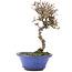 Viburnum, 14 cm, ± 8 Jahre alt