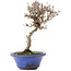 Viburnum, 14 cm, ± 8 Jahre alt