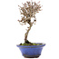 Viburnum, 14 cm, ± 8 Jahre alt