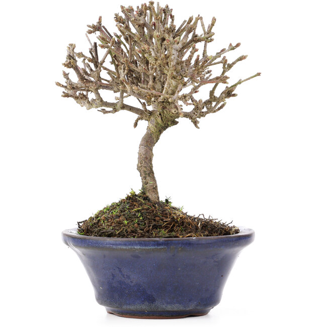 Viburnum, 10,5 cm, ± 8 years old