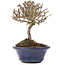 Viburnum, 10,5 cm, ± 8 Jahre alt