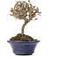 Viburnum, 10,5 cm, ± 8 Jahre alt