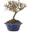 Viburnum, 10,5 cm, ± 8 Jahre alt