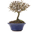 Viburnum, 10,5 cm, ± 8 years old