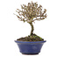 Viburnum, 10,5 cm, ± 8 Jahre alt