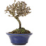 Viburnum, 10,5 cm, ± 8 years old