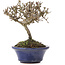 Viburnum, 10,5 cm, ± 8 years old