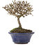 Viburnum, 10,5 cm, ± 8 Jahre alt