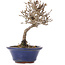 Viburnum, 13 cm, ± 8 years old