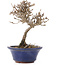 Viburnum, 13 cm, ± 8 years old