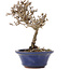 Viburnum, 13 cm, ± 8 years old