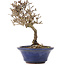 Viburnum, 13 cm, ± 8 years old