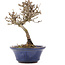 Viburnum, 13 cm, ± 8 years old