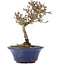 Viburnum, 13 cm, ± 8 years old