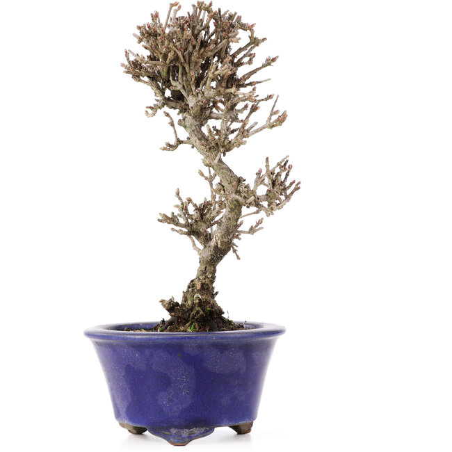 Viburnum, 16,5 cm, ± 8 years old