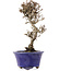 Viburnum, 16,5 cm, ± 8 Jahre alt