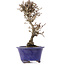 Viburnum, 16,5 cm, ± 8 years old