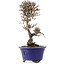 Viburnum, 16,5 cm, ± 8 years old