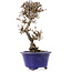 Viburnum, 16,5 cm, ± 8 years old