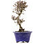 Viburnum, 16,5 cm, ± 8 years old