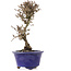 Viburnum, 16,5 cm, ± 8 years old