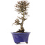 Viburnum, 16,5 cm, ± 8 years old